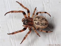 Image result for Brown Spider with White Back