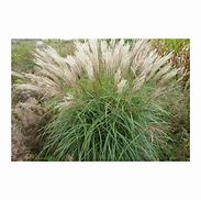 Image result for Miscanthus sinensis China