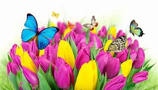 Image result for Tulips and Butterflies