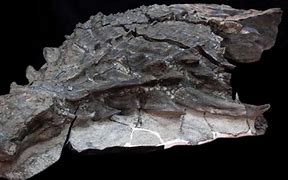 Image result for Best Dinosaur Fossils