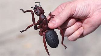 Image result for Venomous Ants