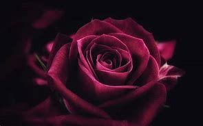Image result for Apple iPhone Rose Wallpaper