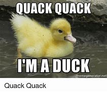 Image result for Adorable Duck Meme