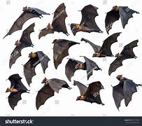 Image result for Flying Bat Profile