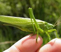 Image result for Image of Cricket Insect