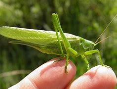 Image result for Cricket Bug Green