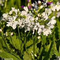 Image result for Primula sieboldii Queen of Whites