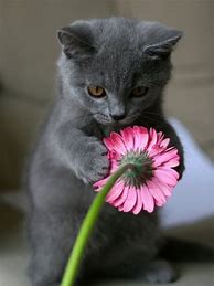 Image result for Funny Cat and Flower
