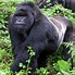 Image result for Silverback Animal