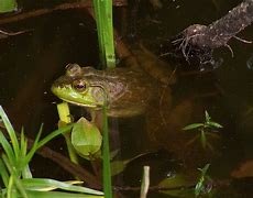 Image result for Pond Bull Frog