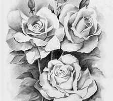 Image result for Black Rose Vine Drawings
