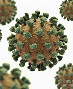 Image result for Cold Virus Under Microscope