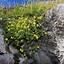 Image result for Helianthemum lunulatum