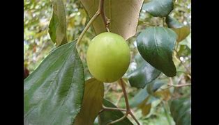 Image result for Sri Lanka Red Diamond Apple