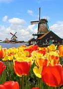 Image result for Tourist Attractions in Netherlands