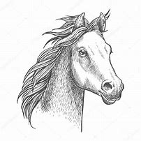 Image result for Arabian Horse Head Drawing