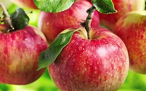 Image result for Honeycrisp Apples