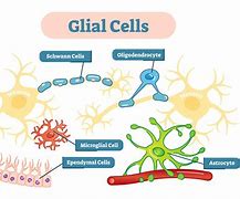 Image result for brain cells type