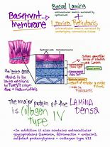 Image result for Difference Between SP and Lamina