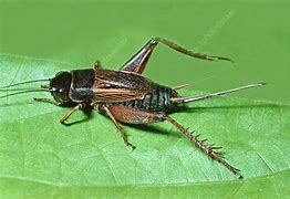 Image result for Field Cricket