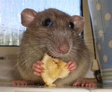 Image result for Funny Mouse Pics