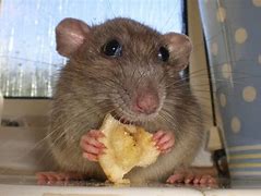Image result for Funny Cute Mice