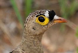 Image result for Pterocles bicinctus