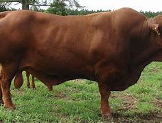 Image result for Senepol Cattle