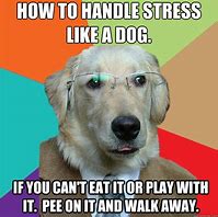 Image result for Stress Dog Meme