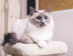 Image result for ragdolls cats breed
