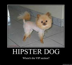 Image result for Hipster Dog Meme