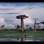 Image result for Biggest Baobab Tree in the World