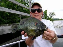 Image result for redear sunfish