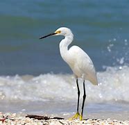 Image result for Snowbirds Florida