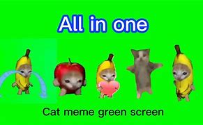 Image result for Cat Gang Meme
