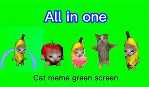 Image result for Orange Cat Attacking Phone Meme