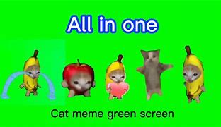Image result for Lunch Cat Meme