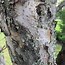 Image result for Malus domestica Grauweling