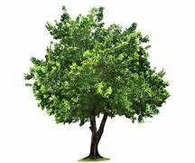 Image result for Apple Tree No Background