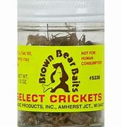 Image result for Preserved Crickets