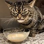 Image result for Funny Mad Cat