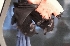 Image result for Bat Sign GIF