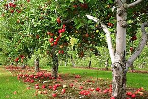 Image result for Envy Apple Tree