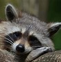 Image result for Raccoon Meme Wallpaper