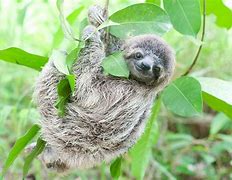 Image result for Sloth