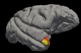 Image result for What Part of the Brain Is Memory
