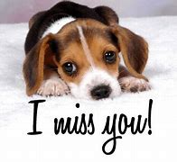 Image result for Miss You Animals