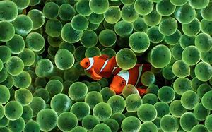 Image result for Apple Clown Fish Wallpaper