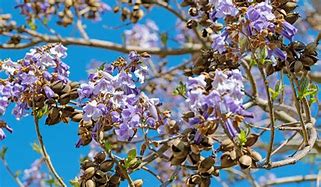 Image result for paulownia