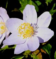 Image result for Anemone nemorosa Frühlingsfee